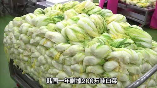 從白菜危機(jī)看韓國(guó)對(duì)中國(guó)農(nóng)產(chǎn)品的深度依賴與無(wú)奈